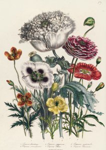 「レディース」フラワーガーデンのポピー、プレート4、発行1842